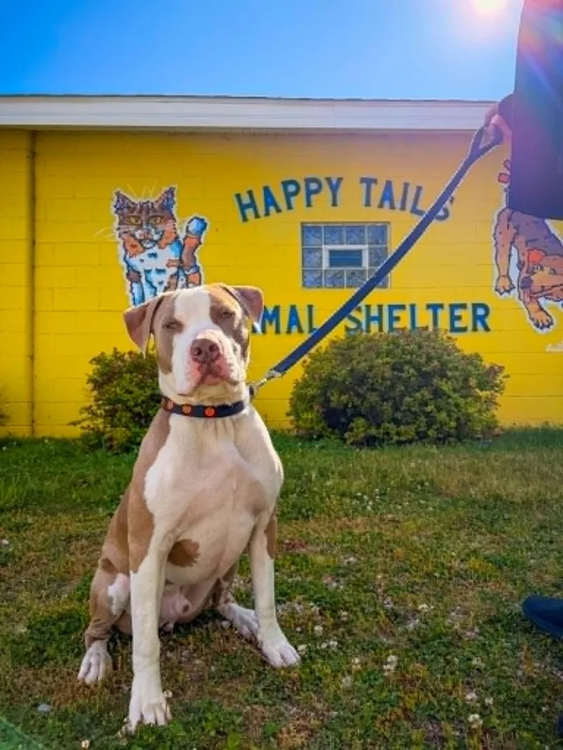 A young large-sized male Pit Bull Terrier dog named Grant for adoption in Monticello, IN