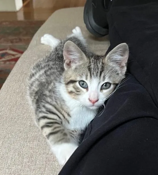 A baby small-sized male Domestic Short Hair cat named Pipsqueak for adoption in Canton, CT