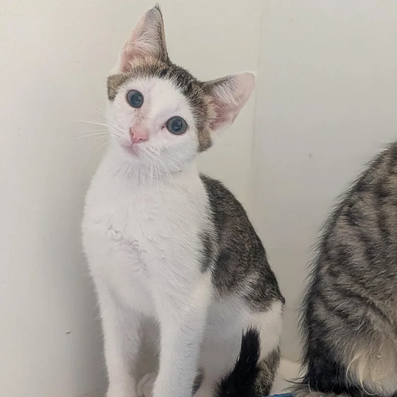 A baby small-sized male White Domestic Short Hair cat named Linus for adoption in Prairie du Chien, WI