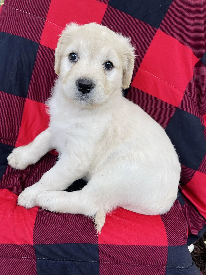 A baby large-sized female Standard Poodle dog named Dolly for adoption in Winter, WI