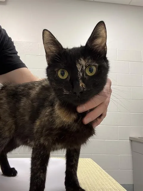 A young small-sized female Domestic Short Hair cat named Mochini for adoption in Indianapolis, IN