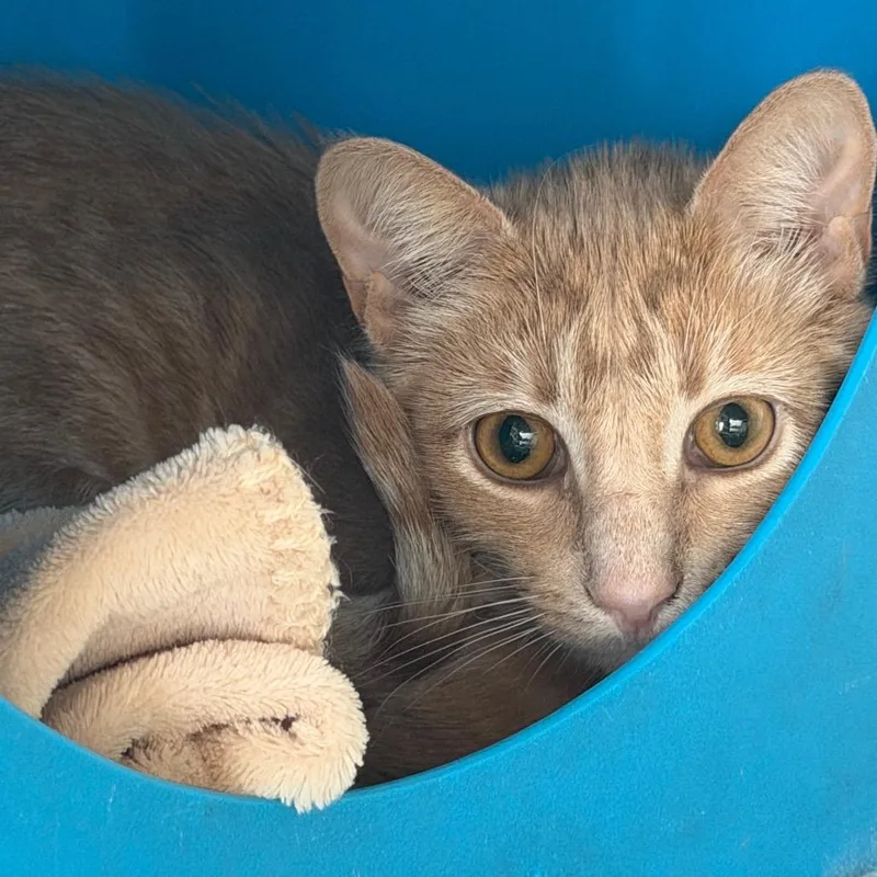 A young medium-sized male Buff / Tan / Fawn Domestic Short Hair cat named Leo for adoption in Waukesha, WI