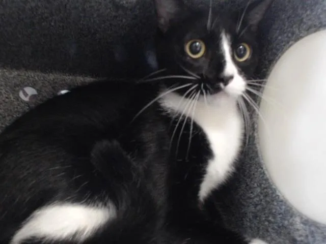 A young small-sized female Domestic Short Hair cat named Sting for adoption in Orlando, FL