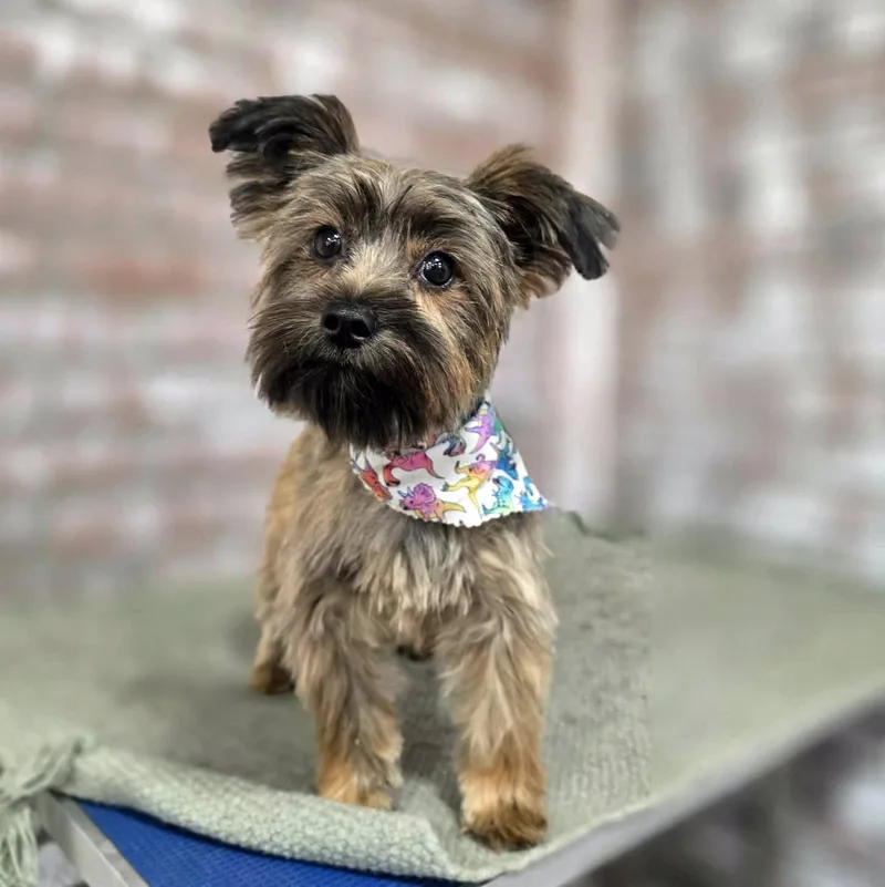 A baby small-sized female Brindle Yorkshire Terrier dog named Brandy for adoption in Marion, NC