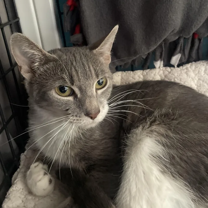 A young medium-sized female Gray / Blue / Silver Domestic Short Hair cat named Wild Twist for adoption in Chicago, IL