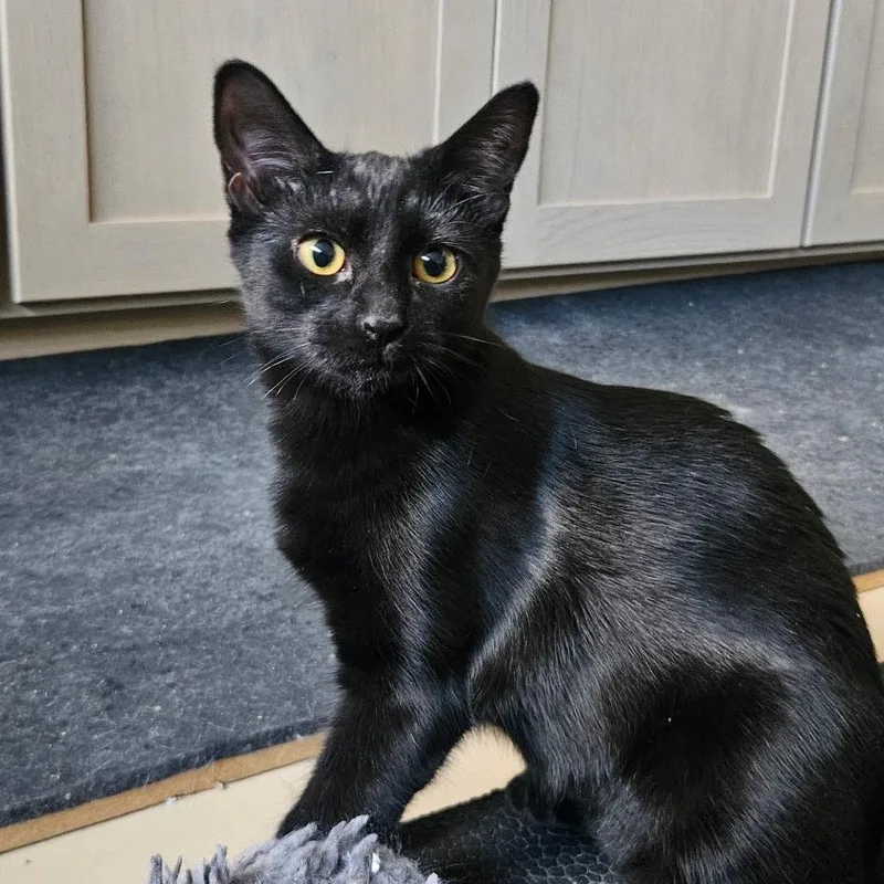 A baby medium-sized female Black Domestic Short Hair cat named Eleanor for adoption in Santa Ana, CA