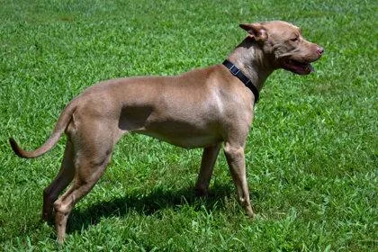 Tropicana thumbnail 2