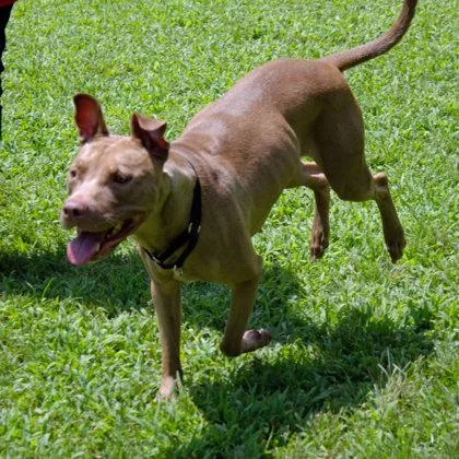 Tropicana thumbnail 3