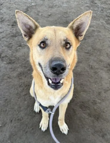 An adult large-sized female German Shepherd Dog dog named Paris for adoption in Bakersfield, CA