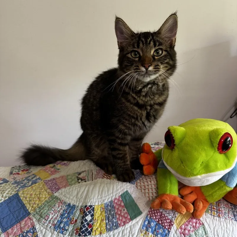 A young medium-sized male Domestic Medium Hair cat named Kookie for adoption in Georgetown, KY