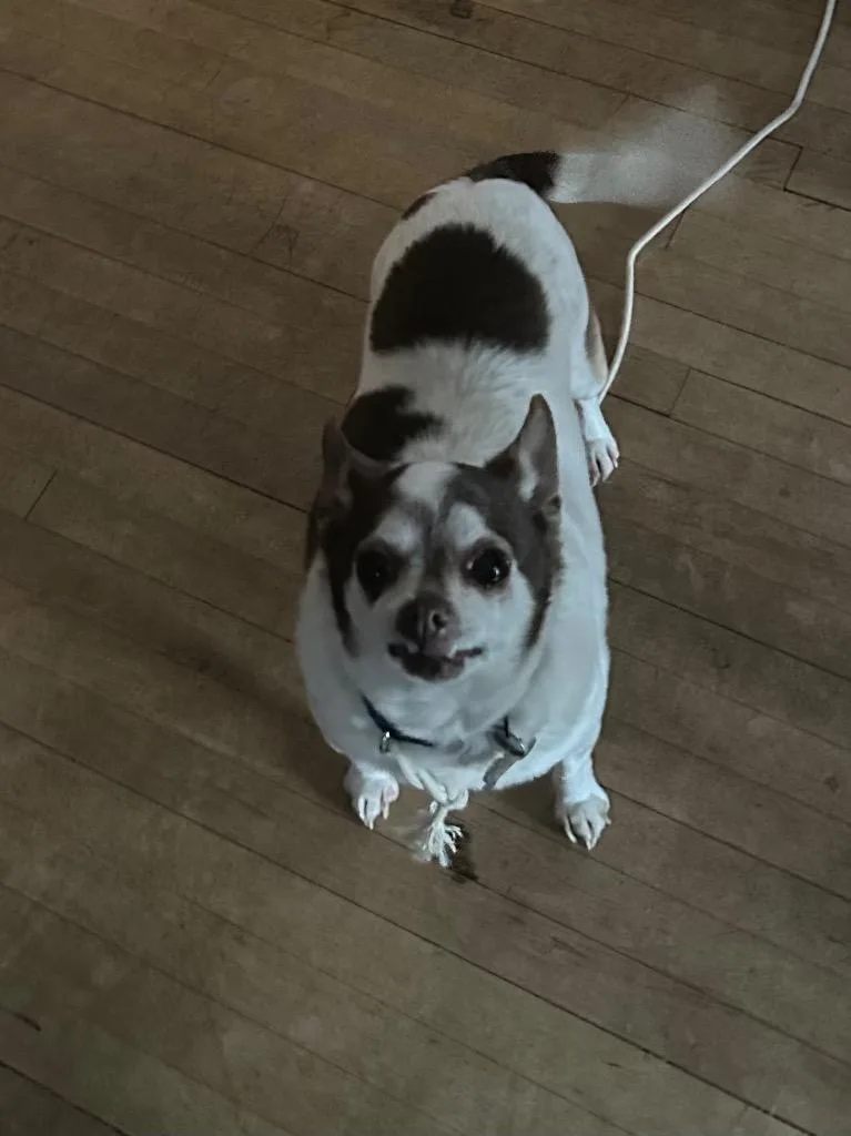 A senior small-sized female Chihuahua dog named Nellie for adoption in Fond Du Lac, WI