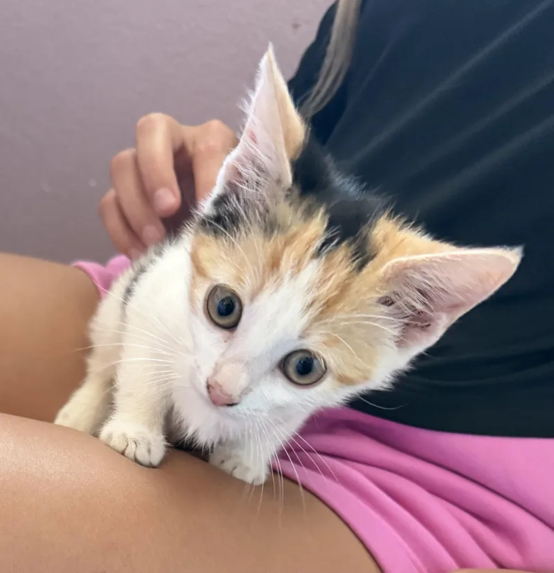 A baby small-sized female Domestic Short Hair cat named Alicia for adoption in Dixon, CA