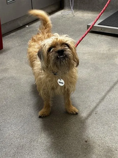 An adult small-sized female Terrier dog named Rae for adoption in Upper Marlboro, MD