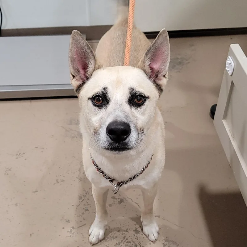 An adult medium-sized male Yellow / Tan / Blond / Fawn Shepherd dog named Zuko for adoption in Buchanan Dam, TX