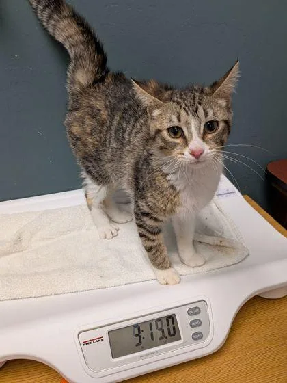 A baby small-sized female Domestic Short Hair cat named Clover for adoption in Shawano, WI