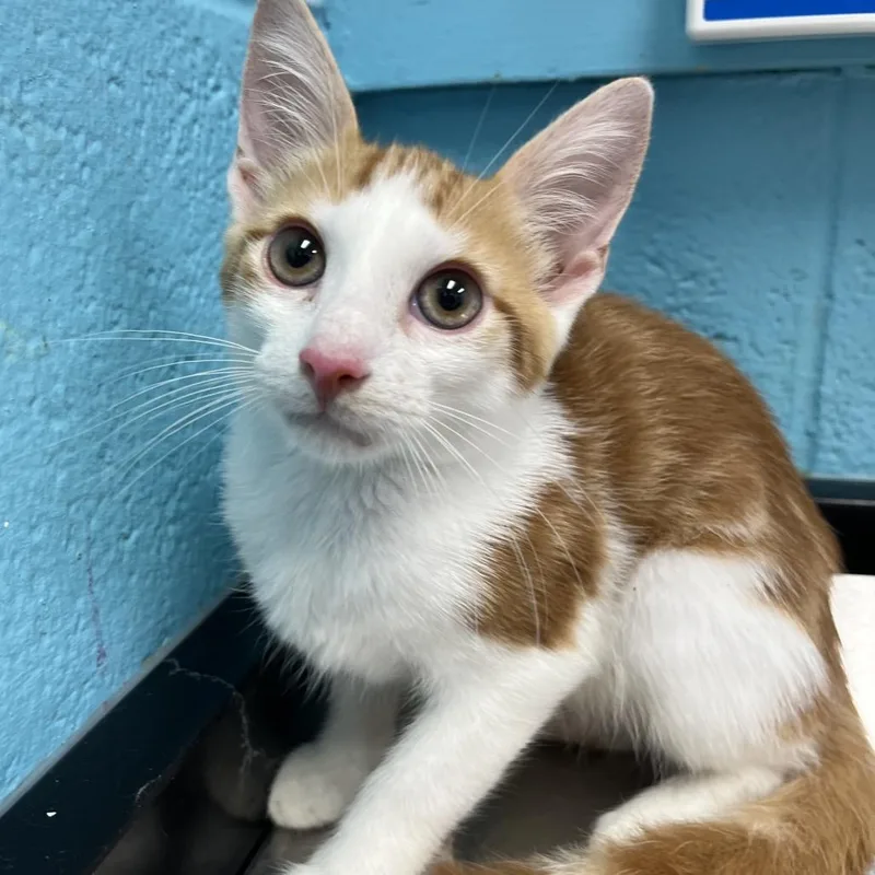 A baby small-sized male White Domestic Short Hair cat named Alex for adoption in Philadelphia, PA
