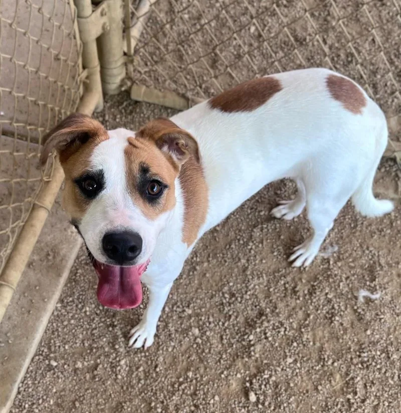 An adult medium-sized female Mountain Cur dog named Sadie A for adoption in Plano, TX
