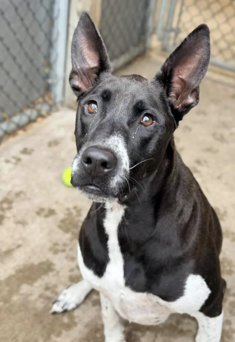 An adult medium-sized female White / Cream Labrador Retriever dog named Kayla for adoption in Chicago, IL