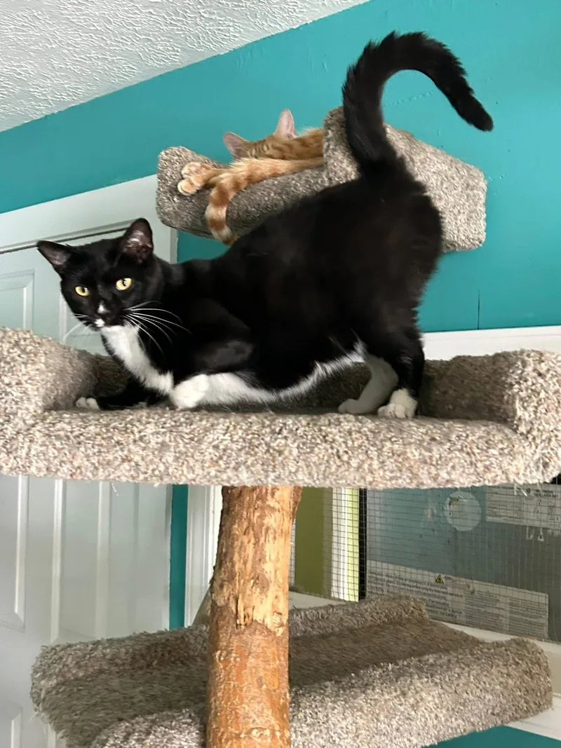 An adult medium-sized male Black & White / Tuxedo Tuxedo cat named Sam for adoption in Scottsburg, IN