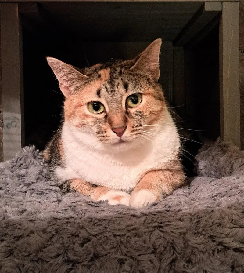 An adult medium-sized female Calico cat named Katsu for adoption in McKinney, TX