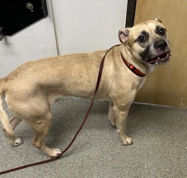 An adult large-sized male American Staffordshire Terrier dog named Rebel for adoption in Escondido, CA