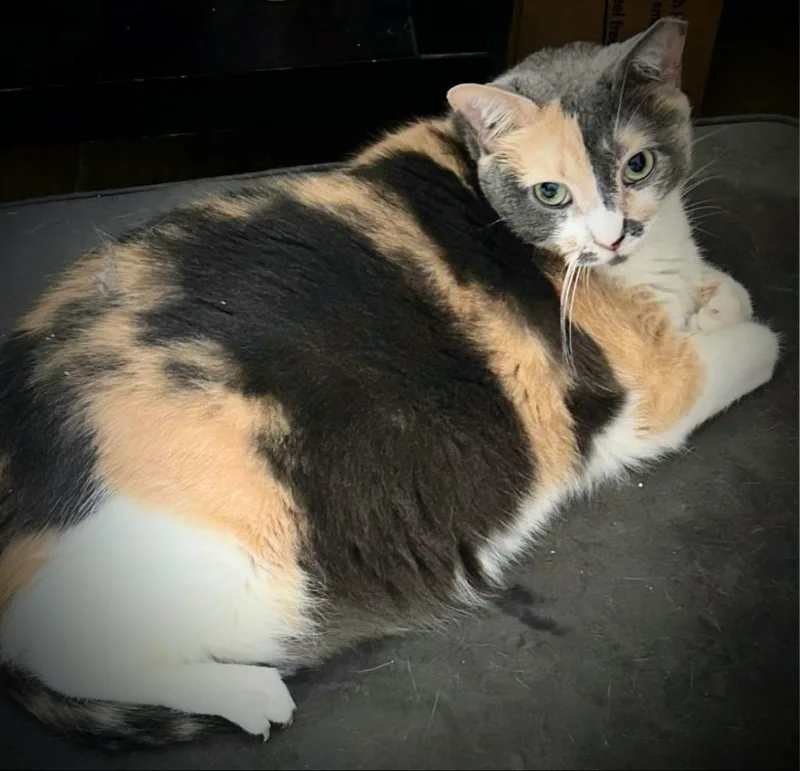 Bella
