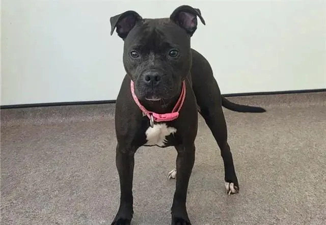 An adult medium-sized female Pit Bull Terrier dog named Xena for adoption in Saint Louis, MO