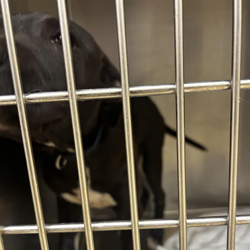 A baby medium-sized female Gray / Blue / Silver Mixed Breed dog named Sadie for adoption in Winston-Salem, NC