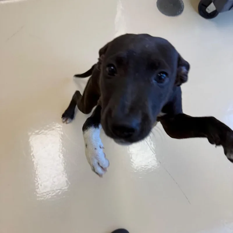 Sadie thumbnail 2