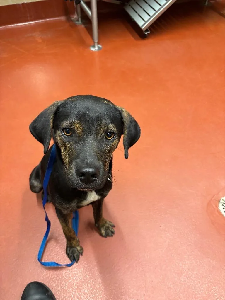 A young medium-sized male Hound dog named Banksy for adoption in Douglasville, GA