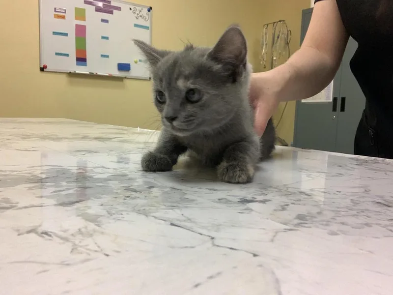 A baby medium-sized female Domestic Short Hair cat named Emie for adoption in Florence, SC