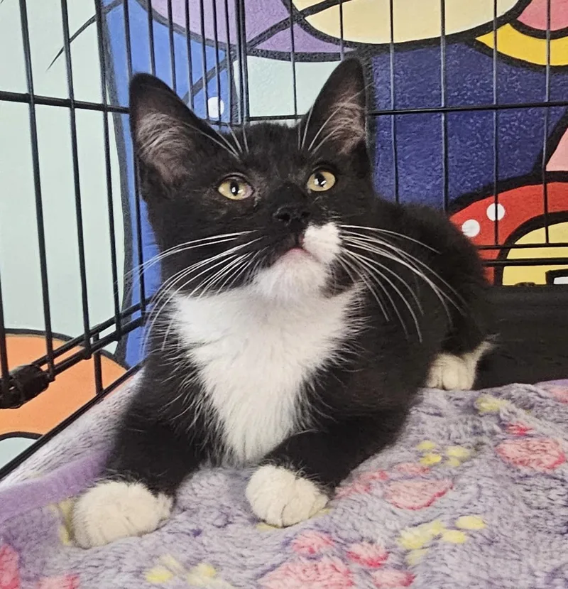 A baby medium-sized female Black & White / Tuxedo Domestic Short Hair cat named Ring Ding for adoption in Breinigsville, PA