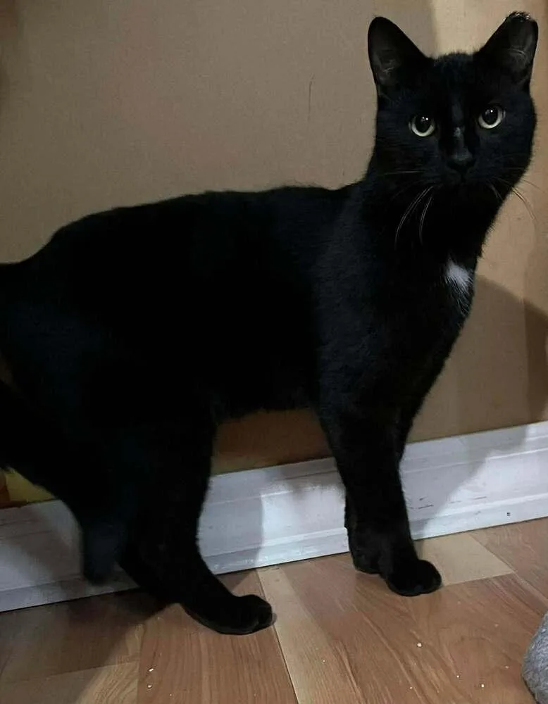 Boris Buck thumbnail 2