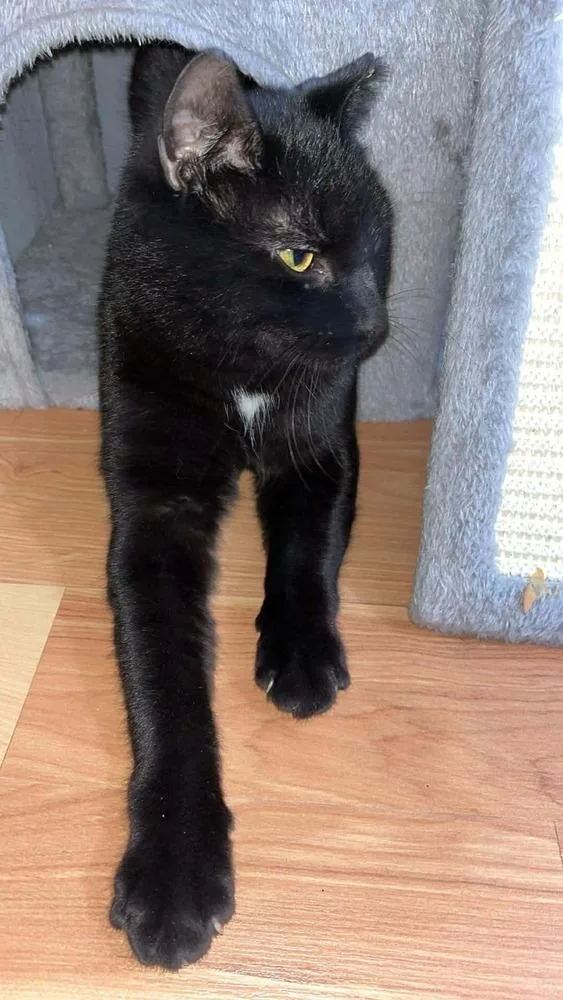 Boris Buck thumbnail 3