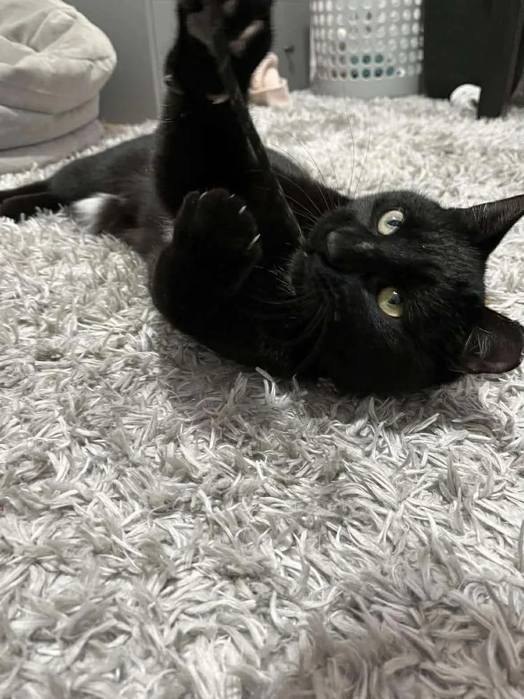 Boris Buck thumbnail 4