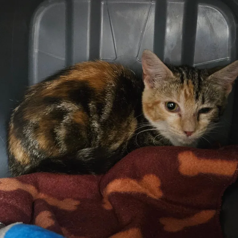 A baby small-sized female Brown / Chocolate Domestic Short Hair cat named Peeka for adoption in Greenville, SC