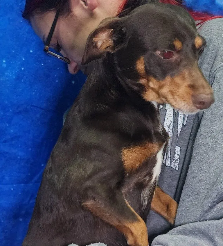 An adult small-sized female Chihuahua dog named Daisy for adoption in Wetumpka, AL