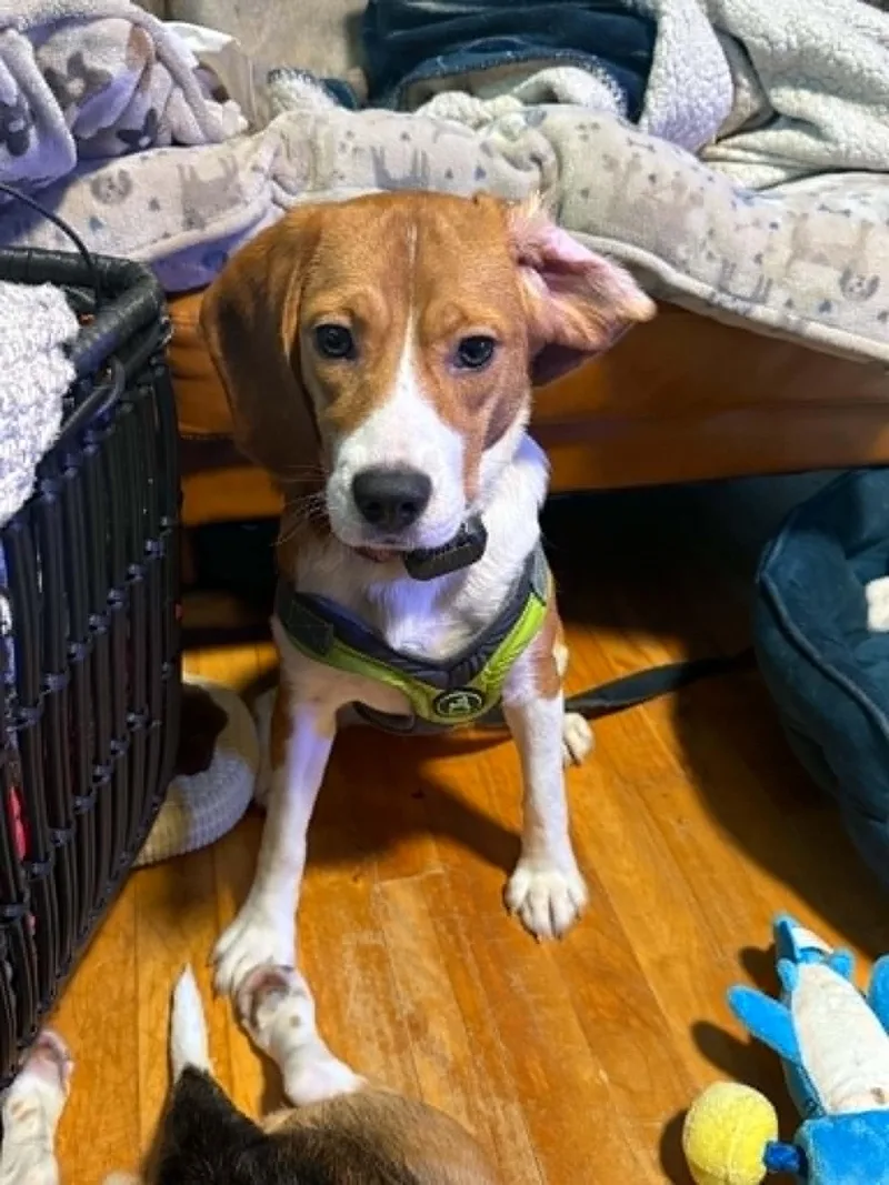 A baby small-sized female Tricolor (Brown, Black, & White) Beagle dog named Kizzie for adoption in Whitewater, WI