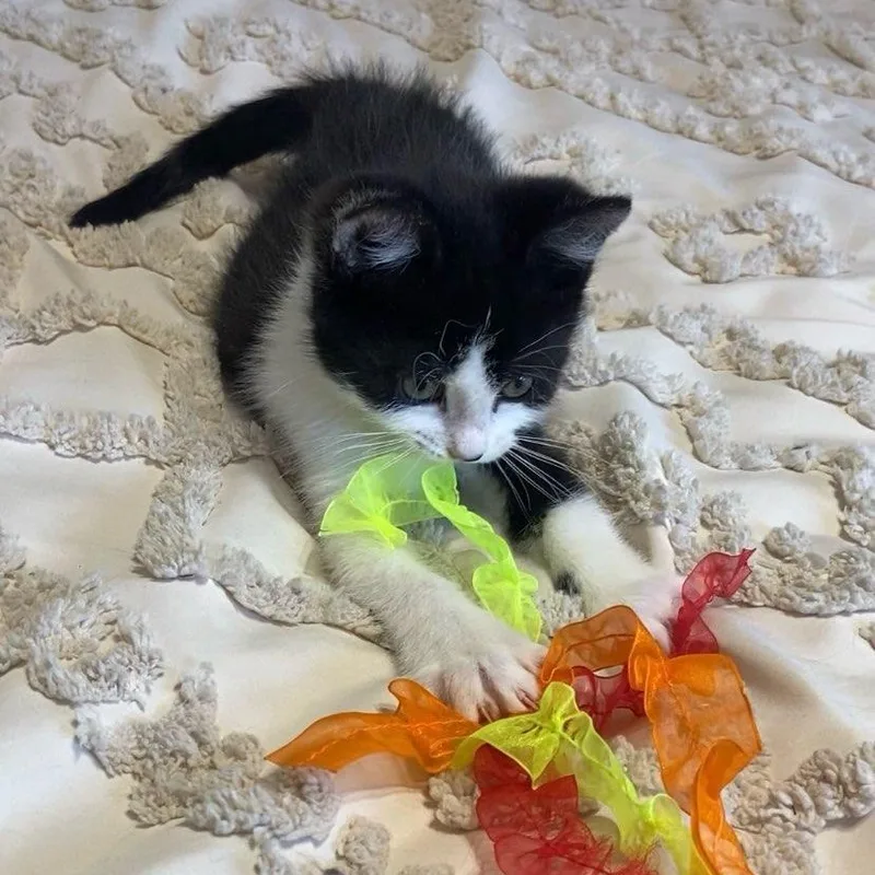 A baby medium-sized male Black & White / Tuxedo Domestic Short Hair cat named Rigatoni Bonded with Linguini for adoption in West Jefferson, OH