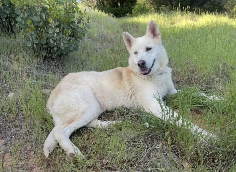 An adult medium-sized female Siberian Husky dog named Liva for adoption in Roseville, CA