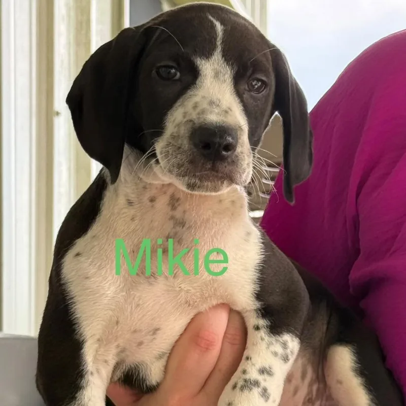A baby small-sized male Black Coonhound dog named Mikie for adoption in Allentown, PA
