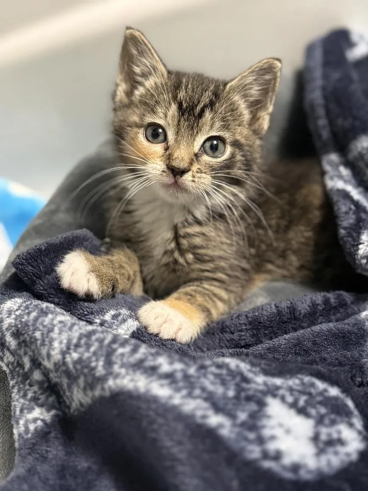 Hollywarehouse Single thumbnail 2