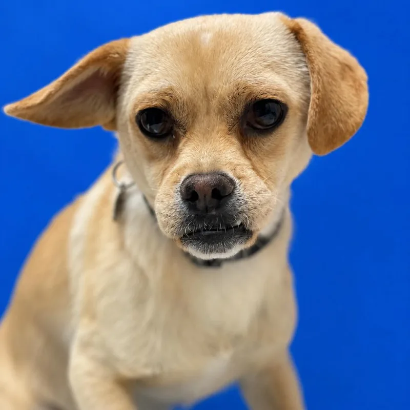 An adult small-sized male Yellow / Tan / Blond / Fawn Chihuahua dog named Pugsly for adoption in Riverside, CA