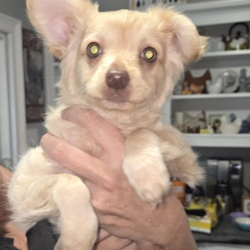 A baby small-sized male Yellow / Tan / Blond / Fawn Chihuahua dog named Luke for adoption in Montgomery, TX