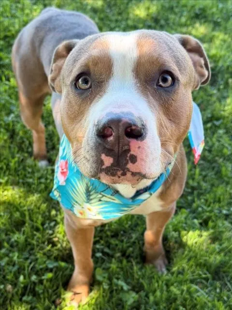 A young medium-sized male Pit Bull Terrier dog named Rio for adoption in Tulsa, OK