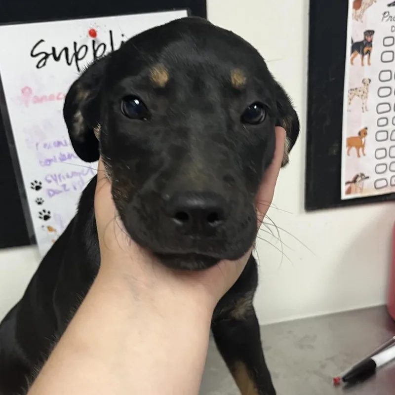 A baby small-sized female Black Hound dog named Jumping Justine for adoption in Birmingham, AL