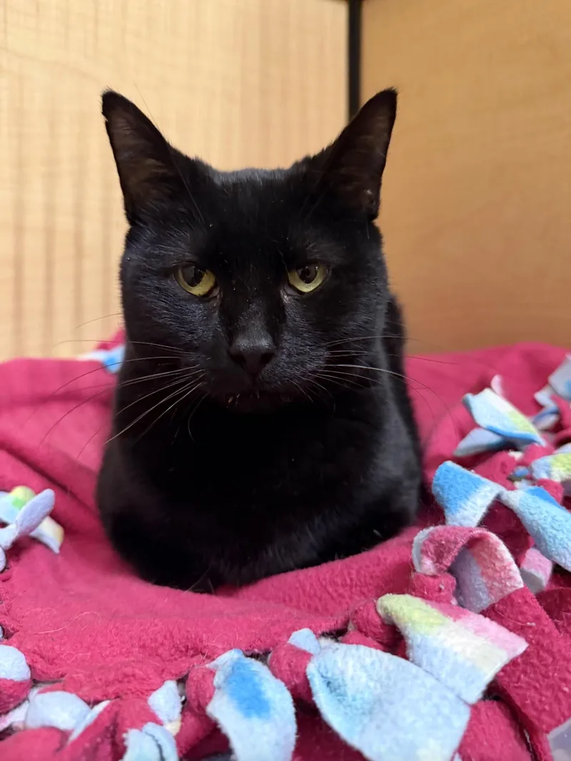 An adult medium-sized female Black Domestic Short Hair cat named Violet for adoption in Wheaton, IL