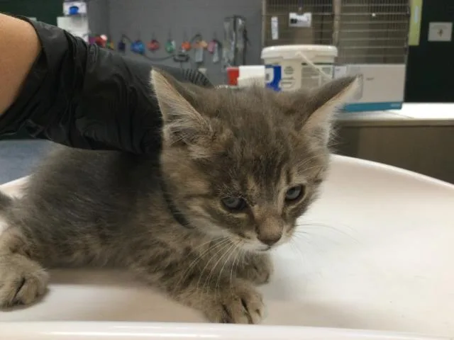 A baby small-sized male Domestic Short Hair cat named A for adoption in Thousand Palms, CA