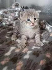 A baby medium-sized male Gray & White American Shorthair cat named Misu for adoption in Seymour, IN