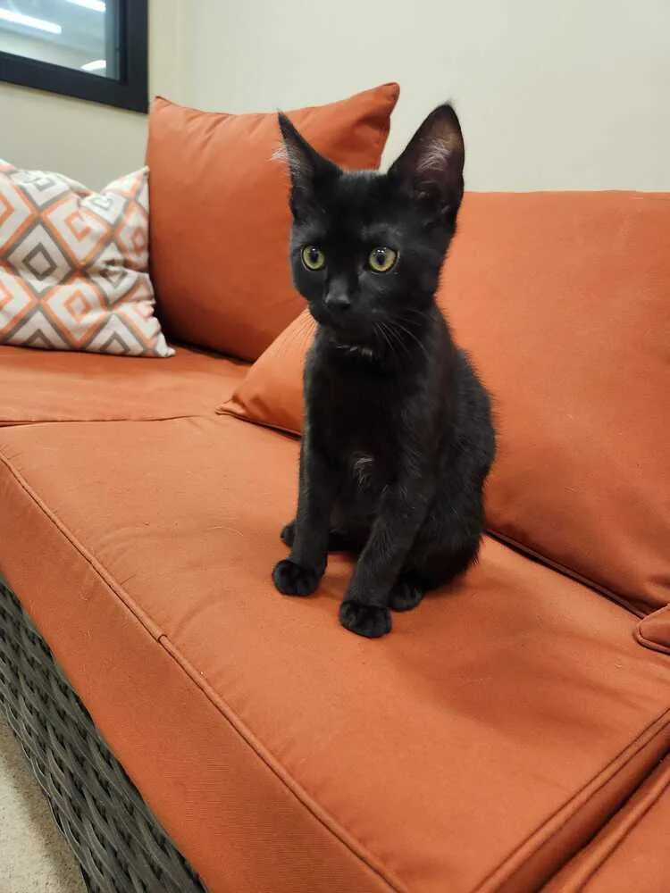 A baby medium-sized male Black & White / Tuxedo Domestic Short Hair cat named Guacamole for adoption in Elmsford, NY